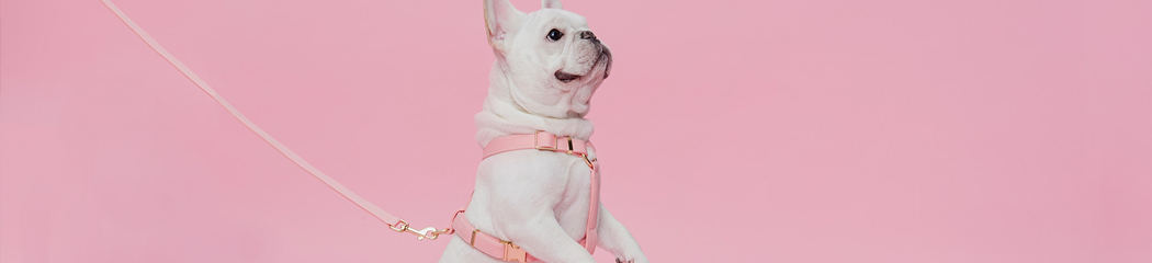 ����ũ�� �ְ� �귣��, ��Ŀ 30% ����